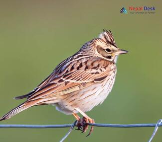 Eurasian Skylark_Alauda arvensis