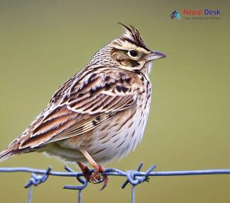 Eurasian Skylark_Alauda arvensis