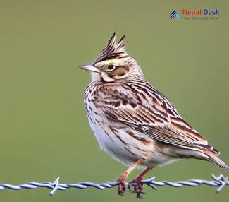 Eurasian Skylark_Alauda arvensis