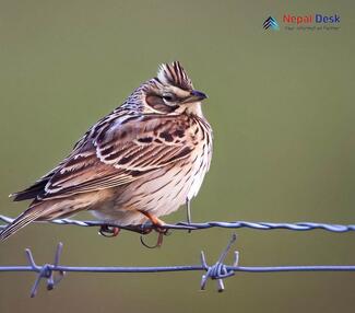 Eurasian Skylark_Alauda arvensis