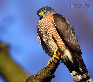 Eurasian Sparrowhawk_Accipiter nisus