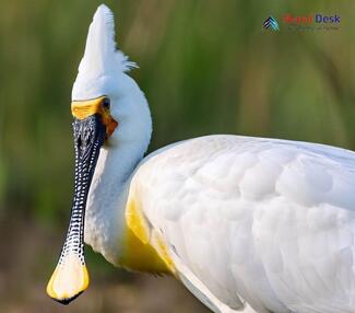 Eurasian Spoonbill_Platalea leucorodia