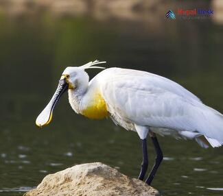 Eurasian Spoonbill_Platalea leucorodia