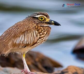 Eurasian Thick-knee_Burhinus oedicnemus