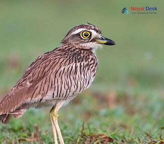 Eurasian Thick-knee_Burhinus oedicnemus