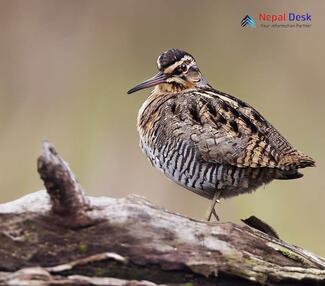 Eurasian Woodcock_Scolopax rusticola