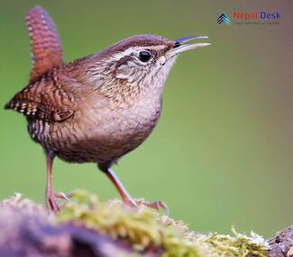 Eurasian Wren_Troglodytes troglodytes