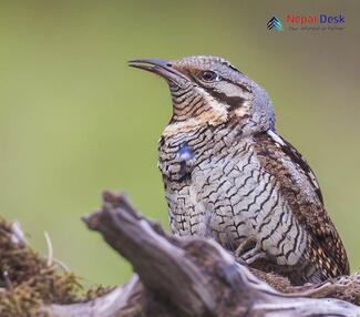 Eurasian Wryneck_Jynx torquilla