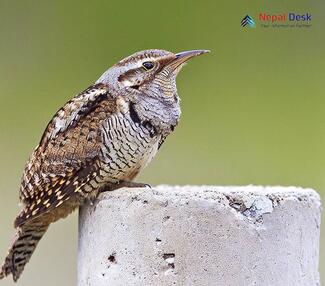 Eurasian Wryneck_Jynx torquilla