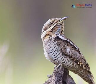 Eurasian Wryneck_Jynx torquilla