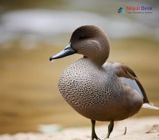 Gadwall - Mareca strepera