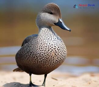 Gadwall - Mareca strepera