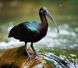 Glossy Ibis_Plegadis falcinellus