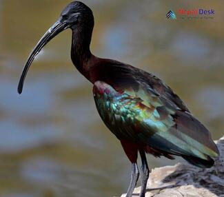 Glossy Ibis_Plegadis falcinellus