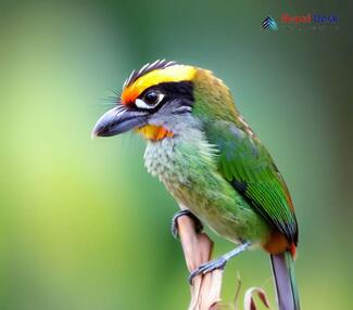 Golden-throated Barbet_Psilopogon franklinii