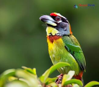 Golden-throated Barbet_Psilopogon franklinii