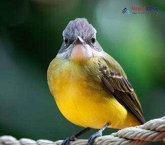 Gray-headed Canary Flycatcher - Culicicapa ceylonensis