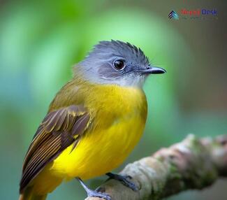 Gray-headed Canary Flycatcher - Culicicapa ceylonensis