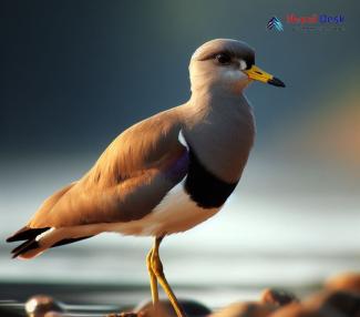 Gray-headed Lapwing_Vanellus cinereus