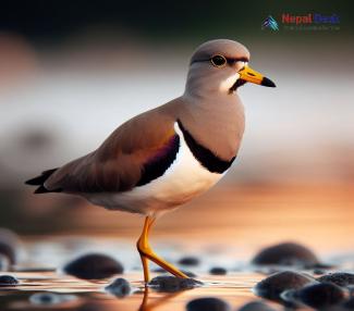 Gray-headed Lapwing_Vanellus cinereus