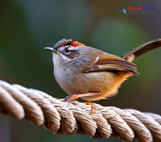 Gray-sided Bush Warbler_Cettia brunnifrons