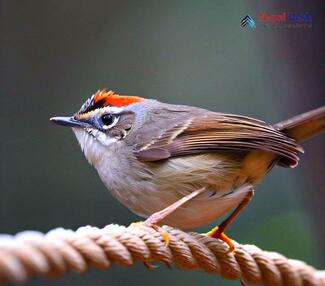 Gray-sided Bush Warbler_Cettia brunnifrons