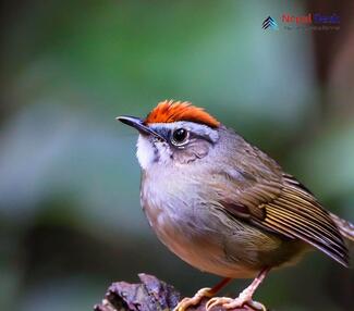 Gray-sided Bush Warbler_Cettia brunnifrons