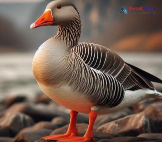 Greater White-fronted Goose_Anser albifrons