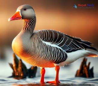 Greater White-fronted Goose_Anser albifrons