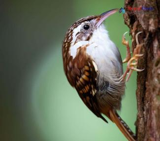 Green-tailed treecreeper_Certhia nipalensis