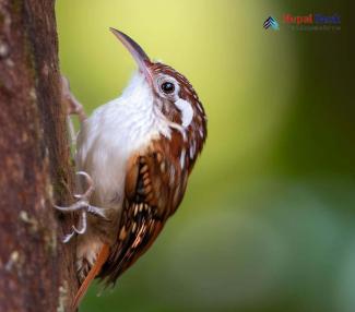 Green-tailed treecreeper_Certhia nipalensis