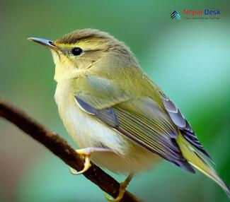 Greenish Warbler - Phylloscopus trochiloides