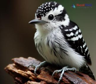 Grey-capped Pygmy Woodpecker_Yungipicus canicapillus