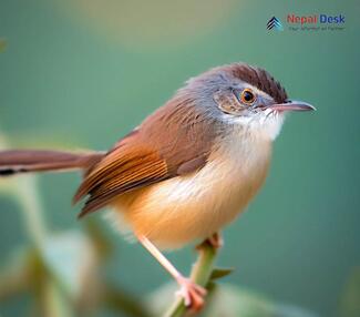 Grey-crowned Prinia_Prinia cinereocapilla