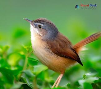 Grey-crowned Prinia_Prinia cinereocapilla