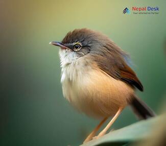 Grey-crowned Prinia_Prinia cinereocapilla