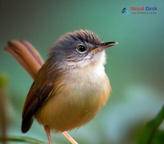 Grey-crowned Prinia_Prinia cinereocapilla