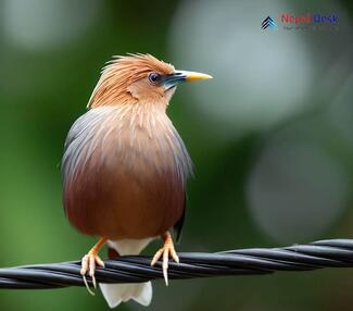 Grey-headed Myna_Sturnia malabarica