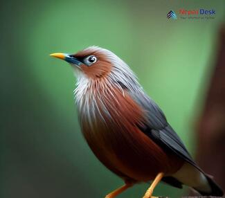 Grey-headed Myna_Sturnia malabarica