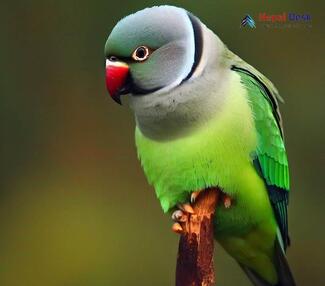 Grey-headed Parakeet_Psittacula finschii