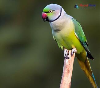 Grey-headed Parakeet_Psittacula finschii