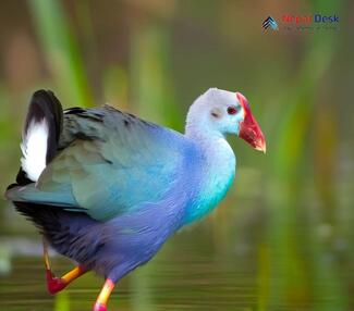 Grey-headed Swamphen_Porphyrio poliocephalus