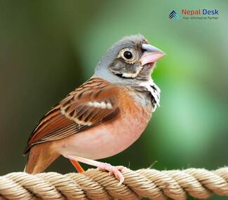 Grey-necked Bunting_Emberiza buchanani