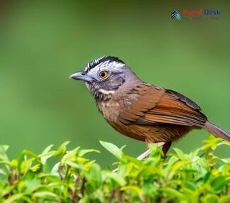 Grey-throated Babbler_Stachyris nigriceps