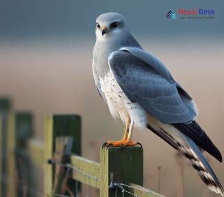 Hen Harrier_Circus cyaneus