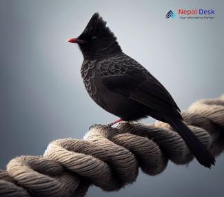 Himalayan Black Bulbul_Hypsipetes leucocephalus