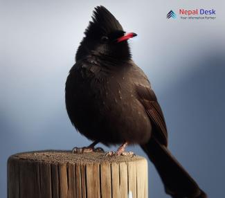 Himalayan Black Bulbul_Hypsipetes leucocephalus