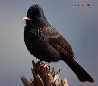 Himalayan Black Bulbul_Hypsipetes leucocephalus