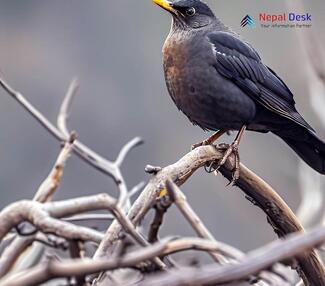 Himalayan Blackbird - Turdus maximus