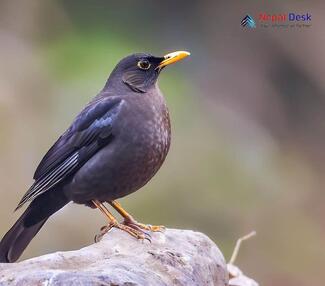 Himalayan Blackbird - Turdus maximus